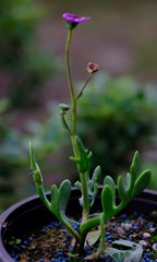 Othonna cakilifolia