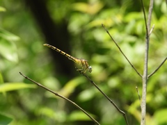 Paragomphus lineatus