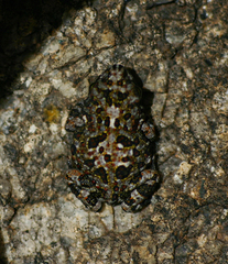 Poyntonophrynus fenoulheti