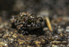 Poyntonophrynus fenoulheti