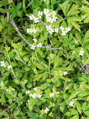 Arabidopsis halleri