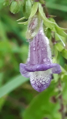Asystasia dalzelliana