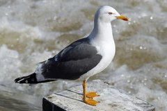 Larus fuscus