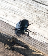 Platycerus