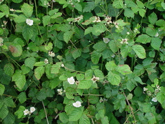 Rubus × idaeoides