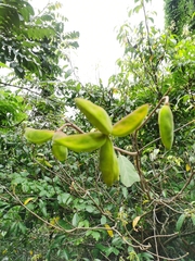 Sterculia lanceolata