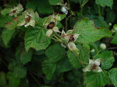 Rubus × idaeoides
