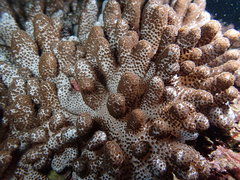 Cladiella