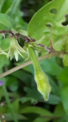 Asystasia dalzelliana