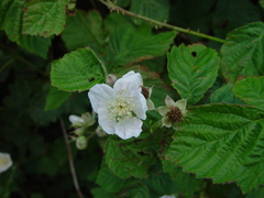 Rubus × idaeoides