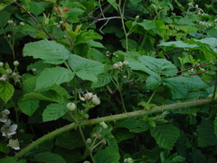 Rubus × idaeoides