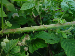 Rubus × idaeoides