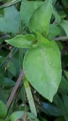 Asystasia dalzelliana