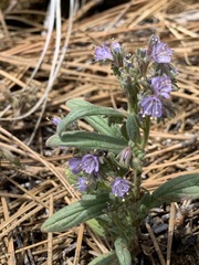 Phacelia quickii