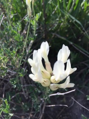 Astragalus albicaulis