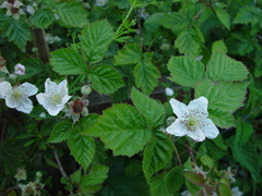 Rubus × idaeoides