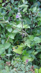 Asystasia dalzelliana