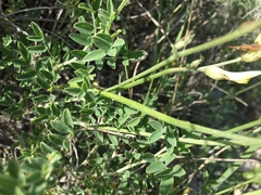 Astragalus albicaulis