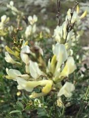 Astragalus albicaulis