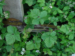 Rubus × idaeoides