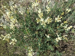 Astragalus albicaulis