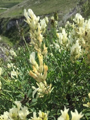 Astragalus albicaulis