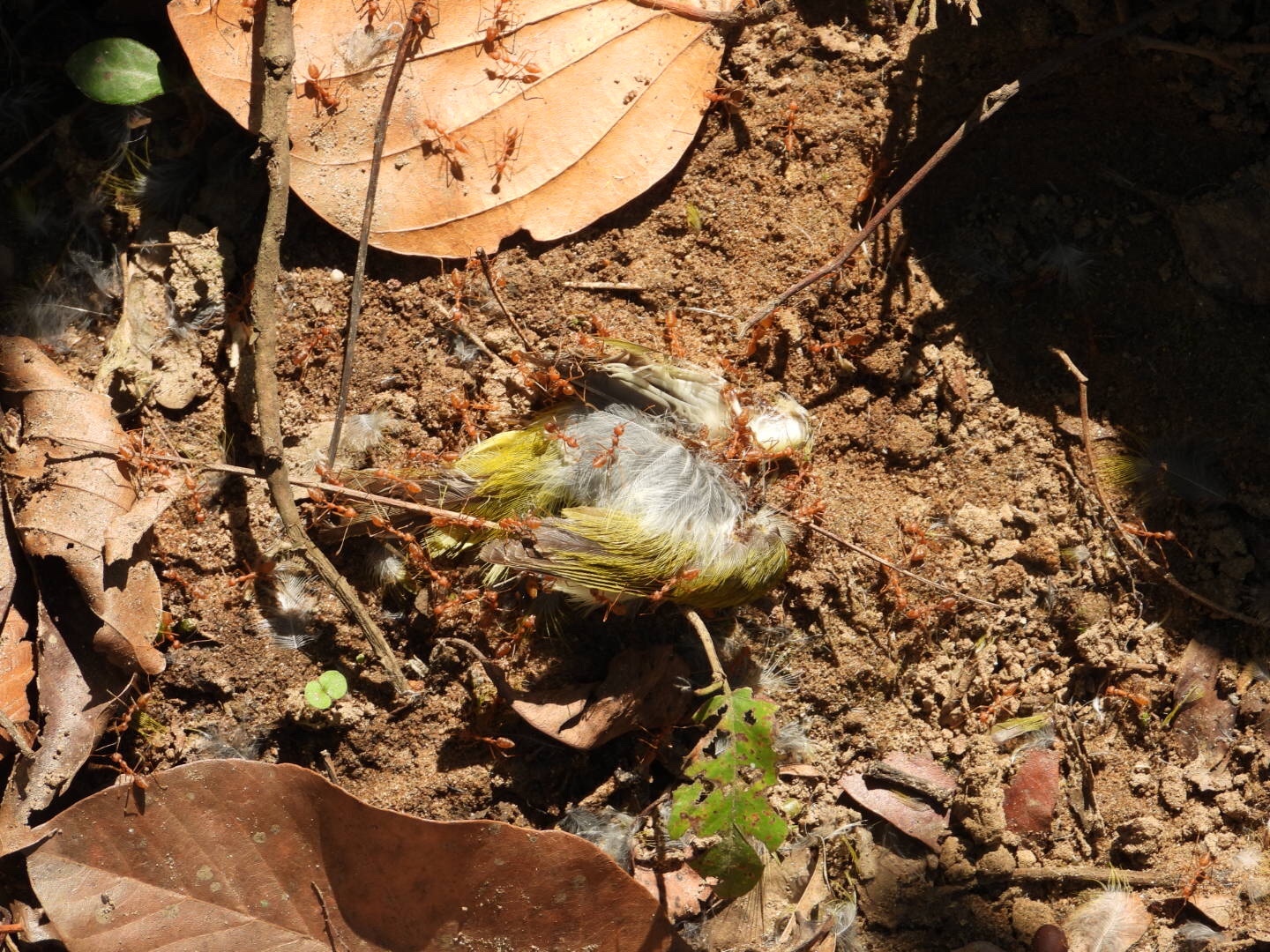 Grey-headed Canary-flycatcher