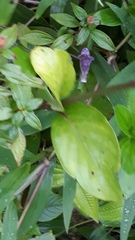 Asystasia dalzelliana