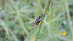 Trypetoptera punctulata