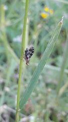 Trypetoptera punctulata