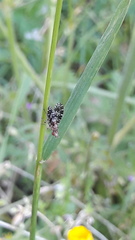 Trypetoptera punctulata