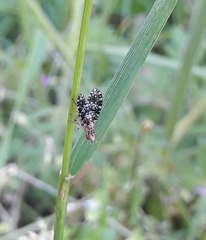 Trypetoptera punctulata