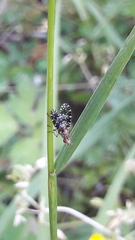 Trypetoptera punctulata