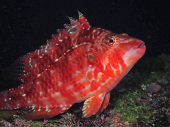 Pteragogus enneacanthus