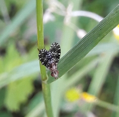 Trypetoptera punctulata