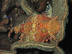 Weedy Stingfish photo 4