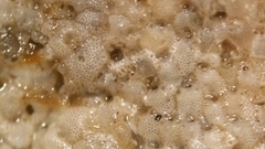 Microporella