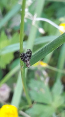 Trypetoptera punctulata