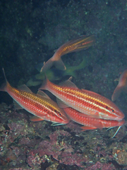 Parupeneus biaculeatus