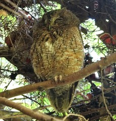 Otus rutilus rutilus