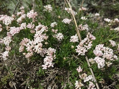 Asperula tephrocarpa