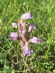 Phelipanche caesia