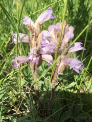 Phelipanche caesia