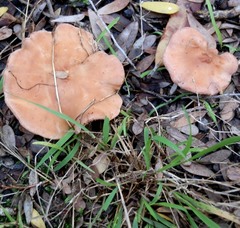 Rhodocybe lateritia