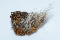 Psycharium pellucens