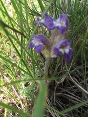 Phelipanche caesia