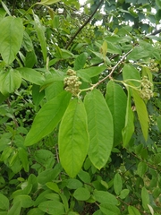 Cotoneaster frigidus