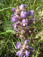 Phelipanche caesia