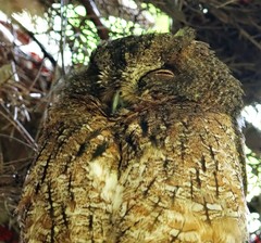 Otus rutilus rutilus