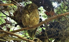 Otus rutilus rutilus